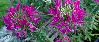 This plant is successfully used by landscape designers in flower beds and mixborders.