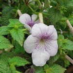 Ornamental plant Achimenes