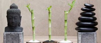 decorative bamboo