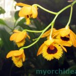 dendrobium photo