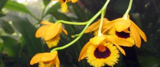 dendrobium photo