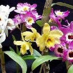 Dendrobium nobile hybrids species