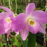 Dendrobium Nobile home care photo