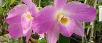 Dendrobium Nobile home care photo