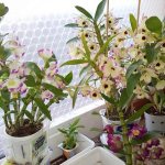 Dendrobiums propagated vegetatively bloom quickly enough. On separated children, the first flowering is not very abundant, but as new growths appear, its quality increases. 