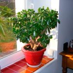 money-tree-on-window-photo