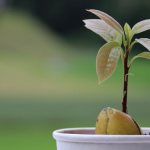 Avocado tree - what it looks like, features of planting in a pot and on the site, choosing a seed