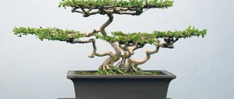 Bonsai tree - what is it, can it be kept at home, which tree to choose, the right pot and soil