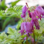 Dicentra is beautiful