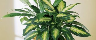 Dieffenbachia is a popular indoor plant that is characterized by its fast growth and bright green leaves.