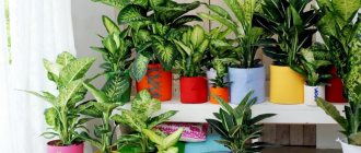 Dieffenbachia: why you can’t keep it at home