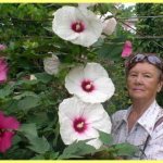 Homemade Hibiscus varieties photo