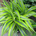 dracaena growing outdoors