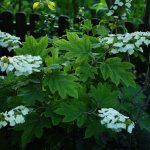 oakleaf hydrangea