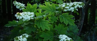 oakleaf hydrangea