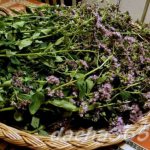 oregano1