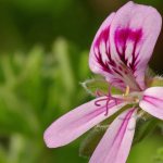 Fragrant pink geranium is a medicinal plant of the pelargonium genus.