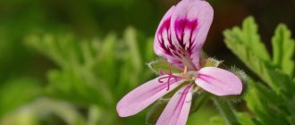 Fragrant pink geranium is a medicinal plant of the pelargonium genus.