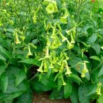 Fragrant tobacco: description, types, planting and care, photo of flowers in the flowerbed