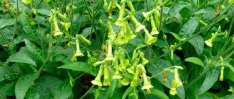 Fragrant tobacco: description, types, planting and care, photo of flowers in the flowerbed