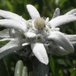 edelweiss flower