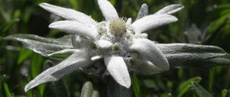 edelweiss flower