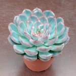 Echeveria description