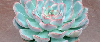 Echeveria description