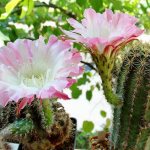 Echinopsis photo