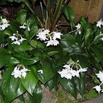 eucharis