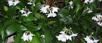 eucharis