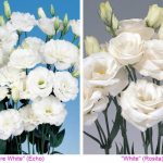 Eustoma - all varieties with photos and names (70 photos)