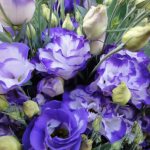 eustoma