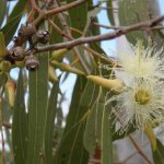 Eucalyptus - planting and care