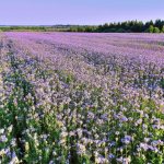 Phacelia in the field