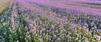 Phacelia in the field