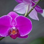 “Phalaenopsis violet” has an unusual color, but does not have an established Russian name