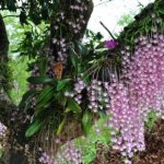 Phalaenopsis in the wild