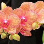 Phalaenopsis