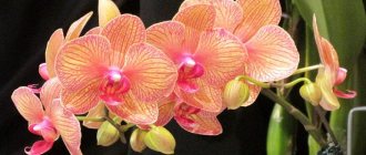 Phalaenopsis