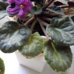 violet with a flower and yellowed leaves