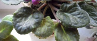 violet with a flower and yellowed leaves