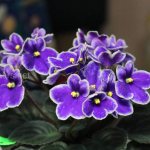 Violet ouzambara (or Saintpaulia) is a popular houseplant