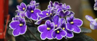 Violet ouzambara (or Saintpaulia) is a popular houseplant