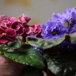 Violets on the windowsill