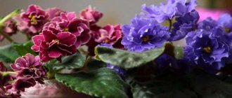 Violets on the windowsill