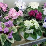 Variegated violets