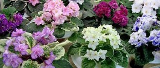 Variegated violets