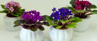 Violets with micro rosette