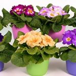 violets in pots